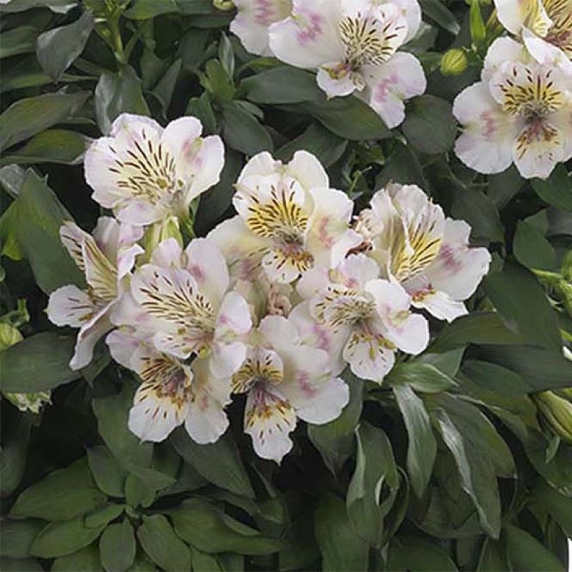 Alstroemeria Summer Paradise Summertime (Fioritura)