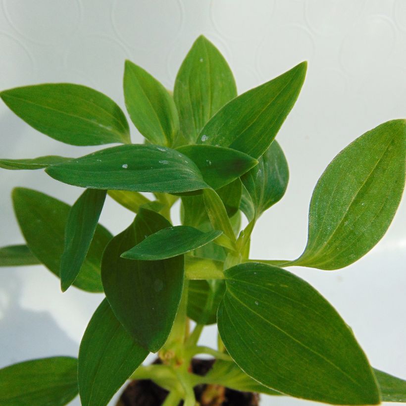 Alstroemeria Inticancha White Pink Blush (Fogliame)