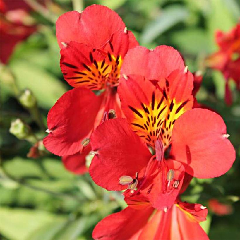 Alstroemeria Mars (Fioritura)