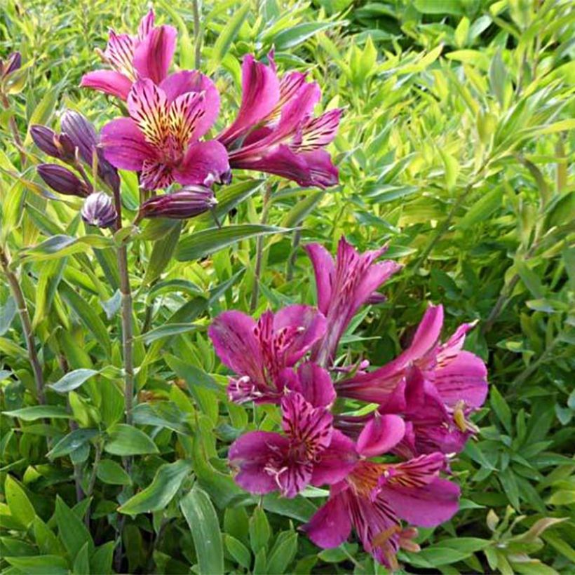 Alstroemeria Mauve Majesty (Fioritura)