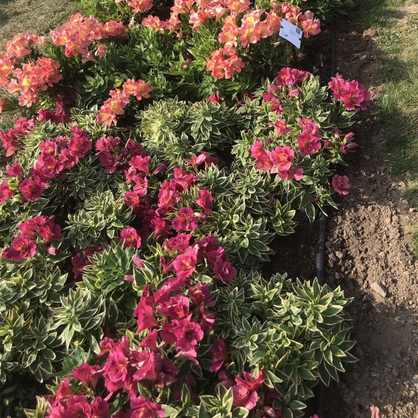 Alstroemeria Summer Paradise River Valley (Porto)