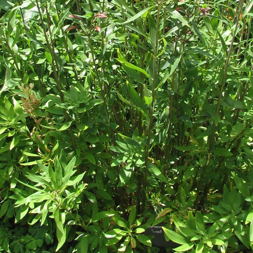 Alstroemeria Sweet Laura (Fogliame)