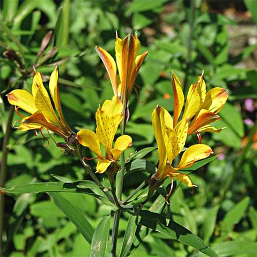 Alstroemeria Sweet Laura (Fioritura)