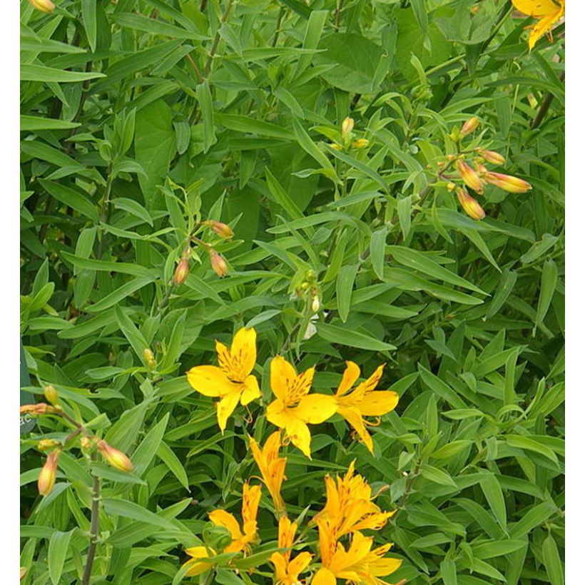 Alstroemeria aurantiaca (Fogliame)