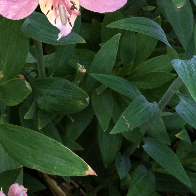 Alstroemeria Ligtu Hybrid (Fogliame)