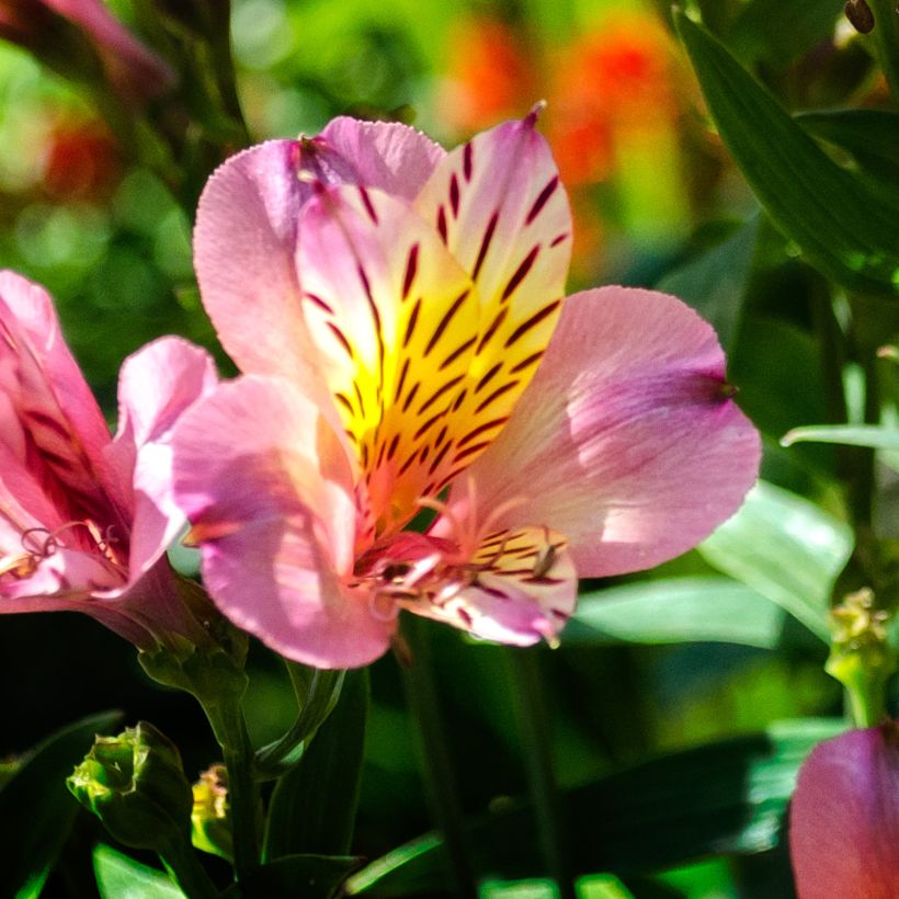 Alstroemeria Ligtu Hybrid (Fioritura)