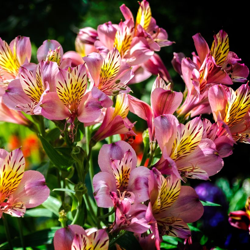 Alstroemeria Ligtu Hybrid (Porto)