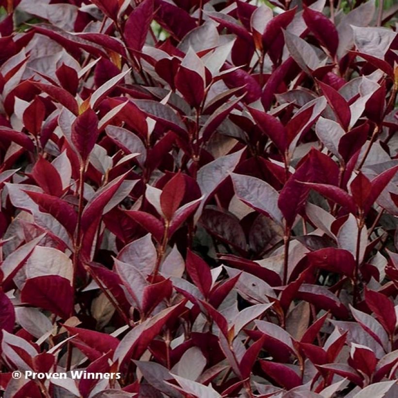 Alternanthera Purple Knight (Fogliame)