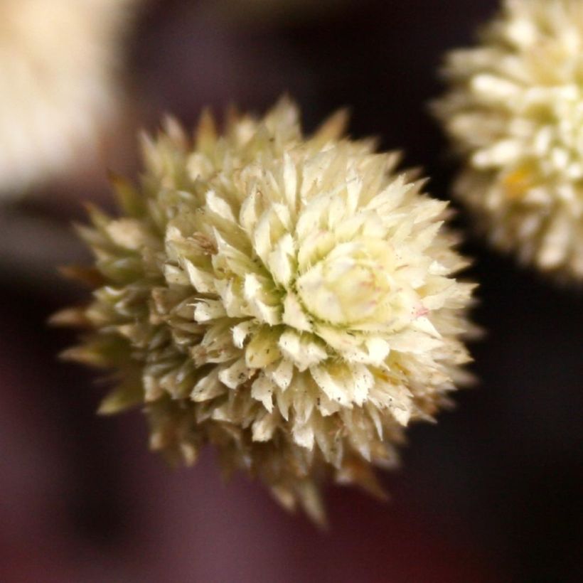 Alternanthera Purple Knight (Fioritura)