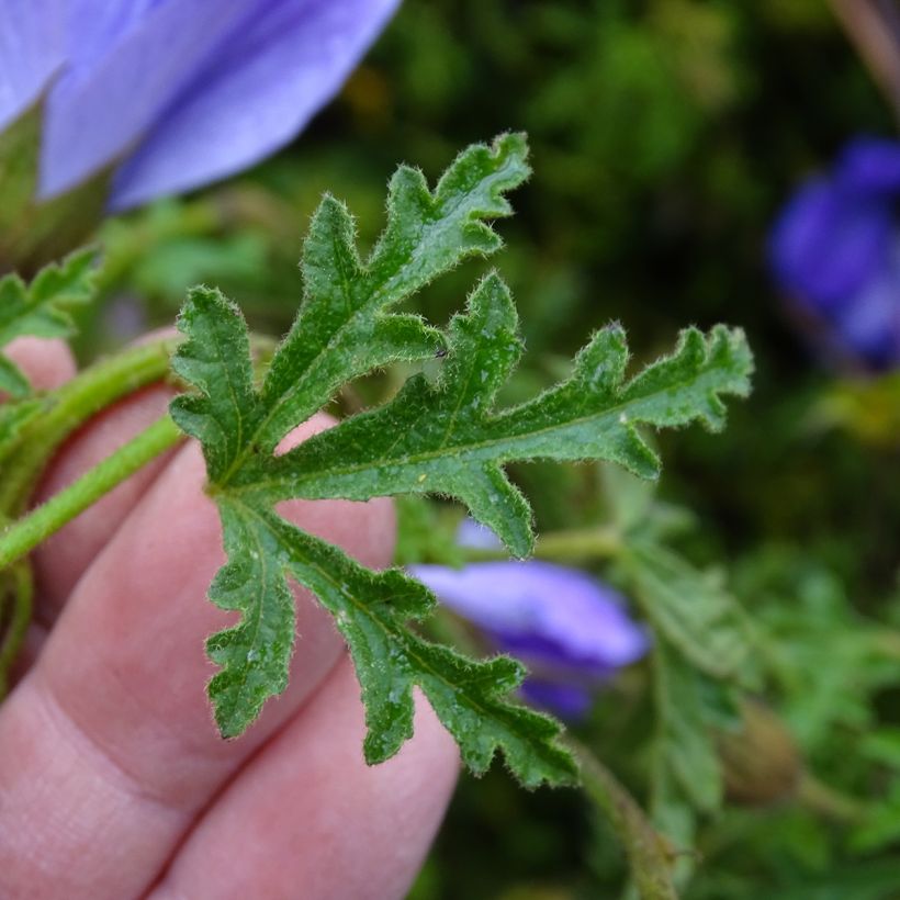 Alyogyne huegelii - Ibisco australiano (Fogliame)