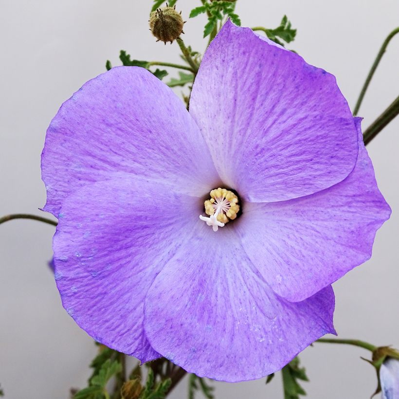 Alyogyne huegelii - Ibisco australiano (Fioritura)