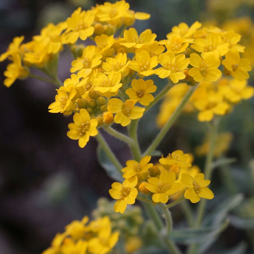 Alyssum argenteum - Alisso argenteo (Fioritura)