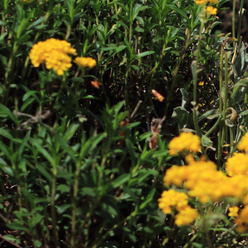 Alyssum saxatile Citrinum - Alisso giallo (Fogliame)