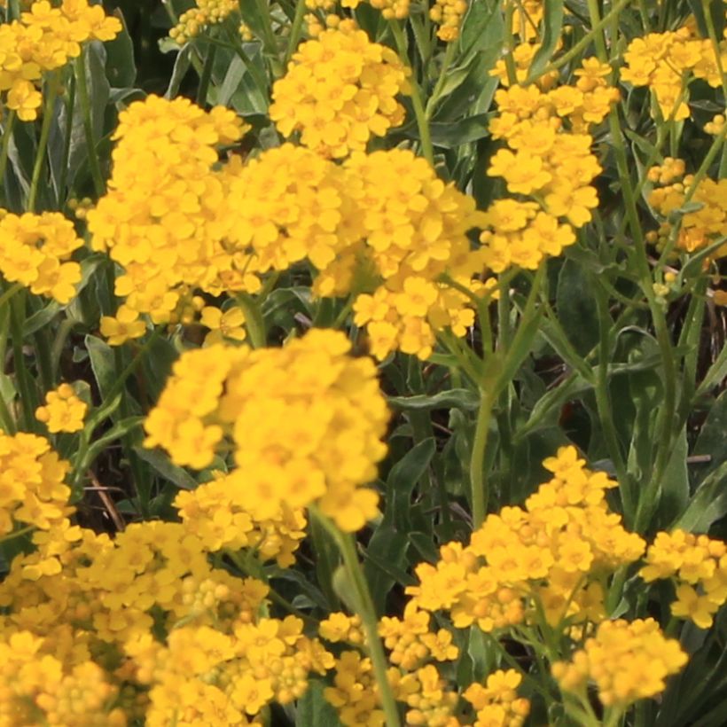 Alyssum saxatile Citrinum - Alisso giallo (Fioritura)