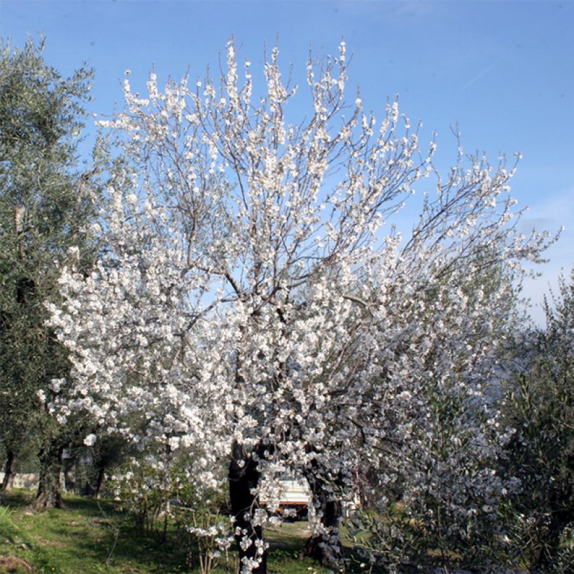 Mandorlo Ferraduel (Porto)