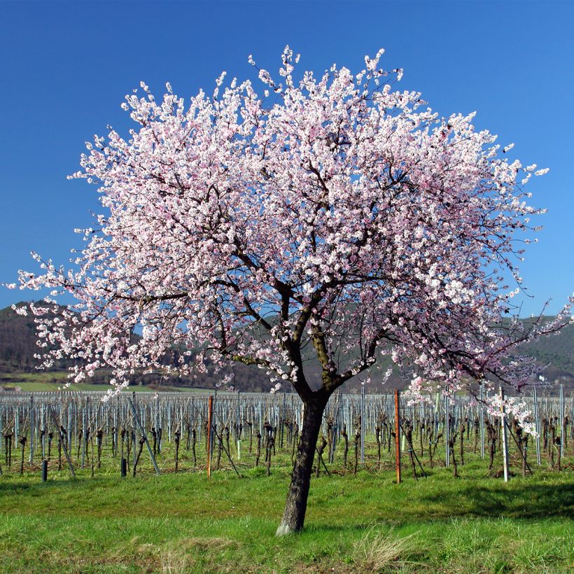 Mandorlo - Prunus dulcis (Porto)