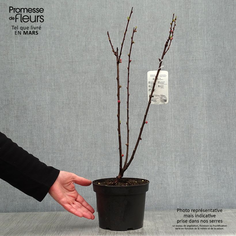 Amandier à fleurs - Prunus triloba 30/40cm en pot de 2/3L esemplare consegnato in inverno