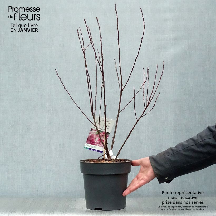 Amandier à fleurs - Prunus triloba 40/50cm en pot de 4/5L esemplare consegnato in inverno