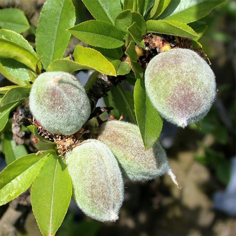 Mandorlo Garden Prince (Raccolta)