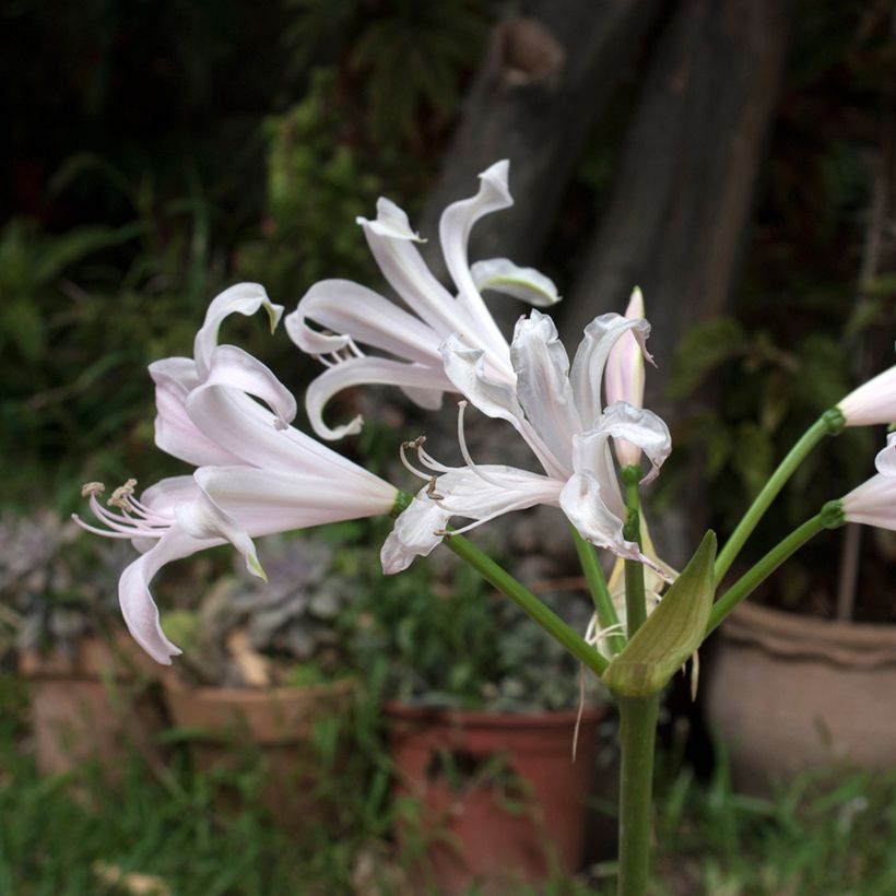 Amarine belladiva Emanuelle (Fioritura)