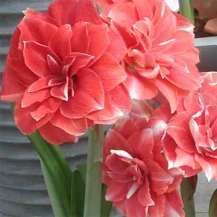 Amaryllis Double Dream - Hippeastrum (Fioritura)