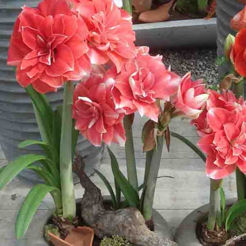 Amaryllis Double Dream - Hippeastrum (Porto)