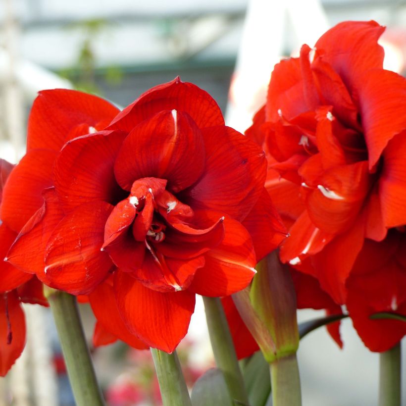 Amaryllis Double King - Hippeastrum (Fioritura)