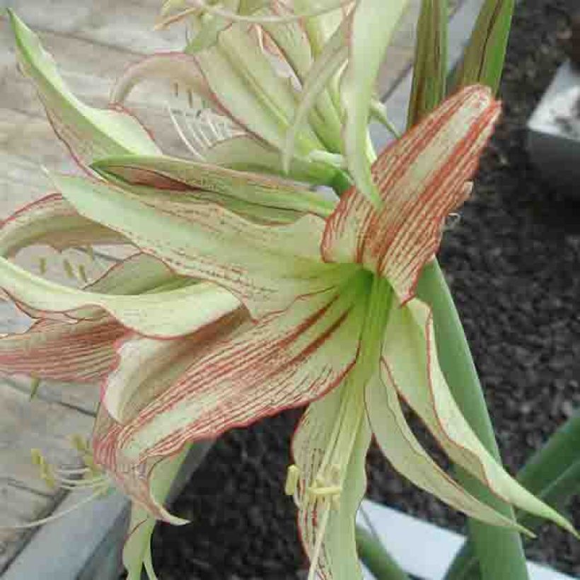 Amaryllis Emerald - Hippeastrum (Fioritura)