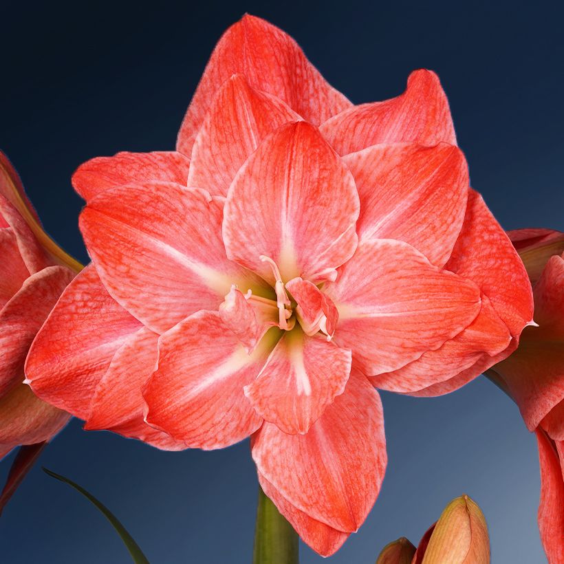 Amaryllis Flamingo Amadeus - Hippeastrum (Fioritura)