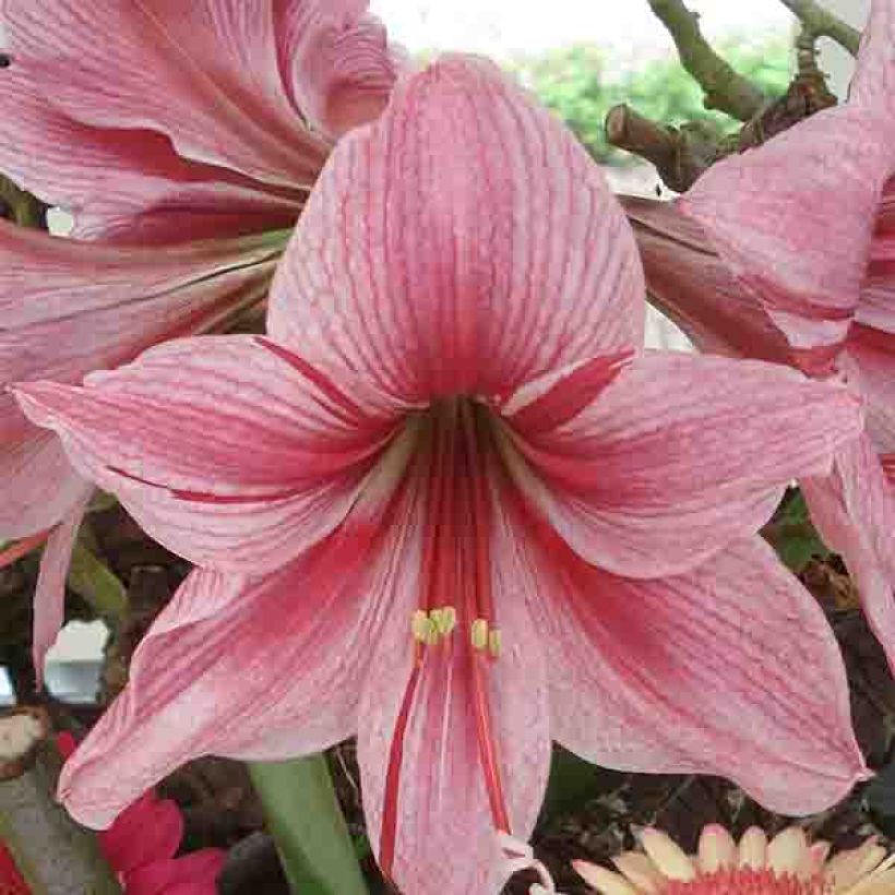 Amaryllis Gervase - Hippeastrum (Fioritura)