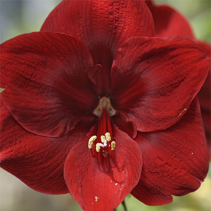 Amaryllis Grand Diva - Hippeastrum (Fioritura)