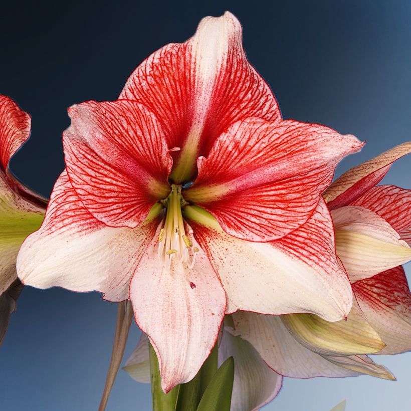 Amaryllis Grandise Fantasy - Hippeastrum (Fioritura)