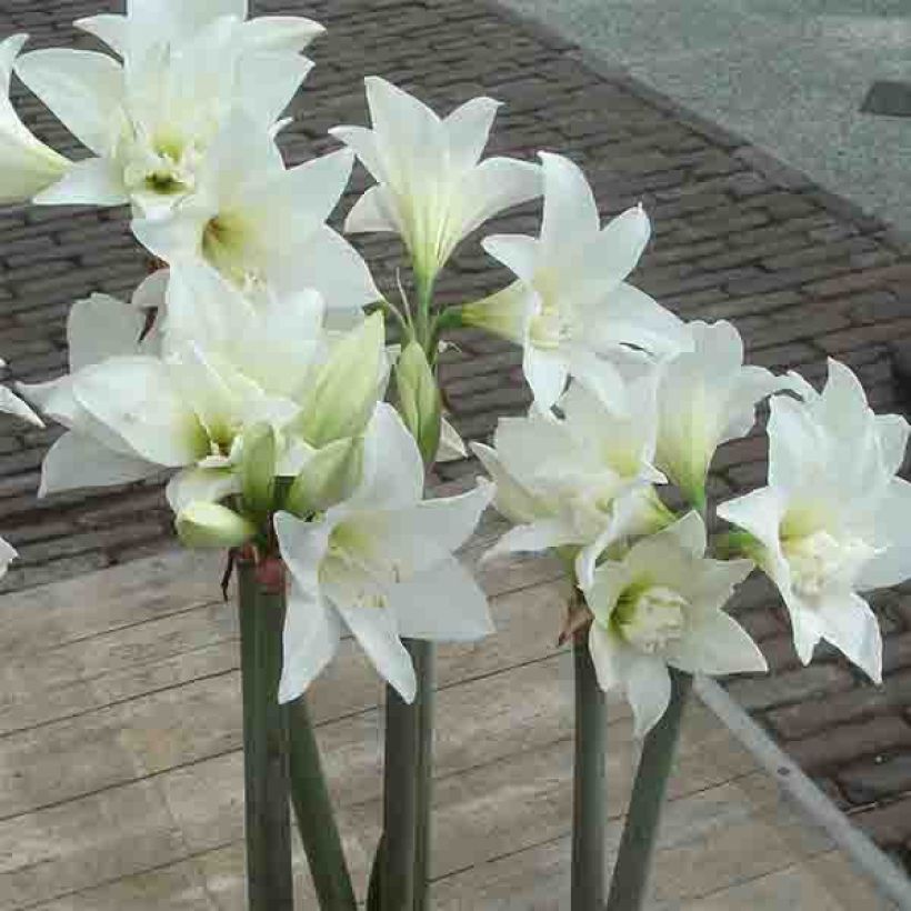 Amaryllis Jewel - Hippeastrum (Fioritura)