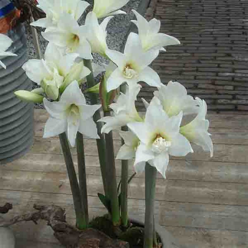 Amaryllis Jewel - Hippeastrum (Porto)