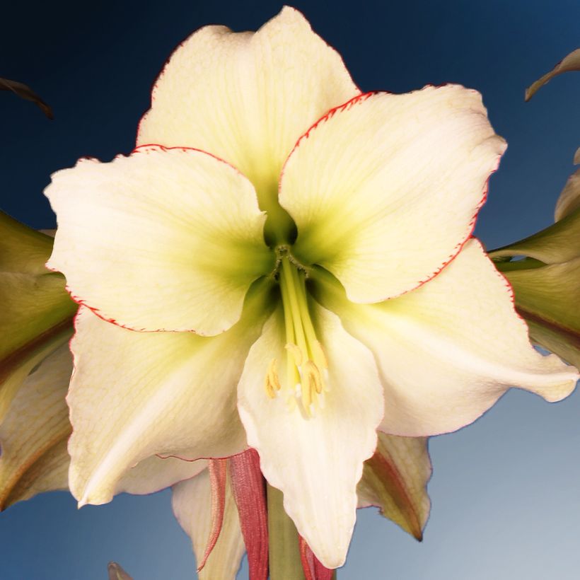 Amaryllis Lemon Cream - Hippeastrum (Fioritura)