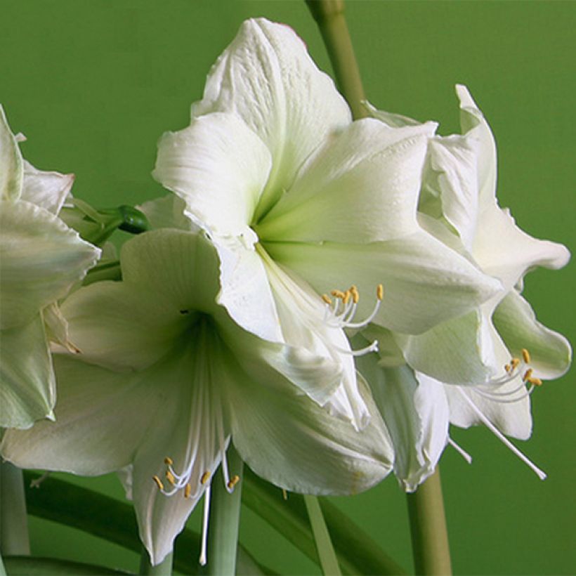 Amaryllis Luna - Hippeastrum (Fioritura)