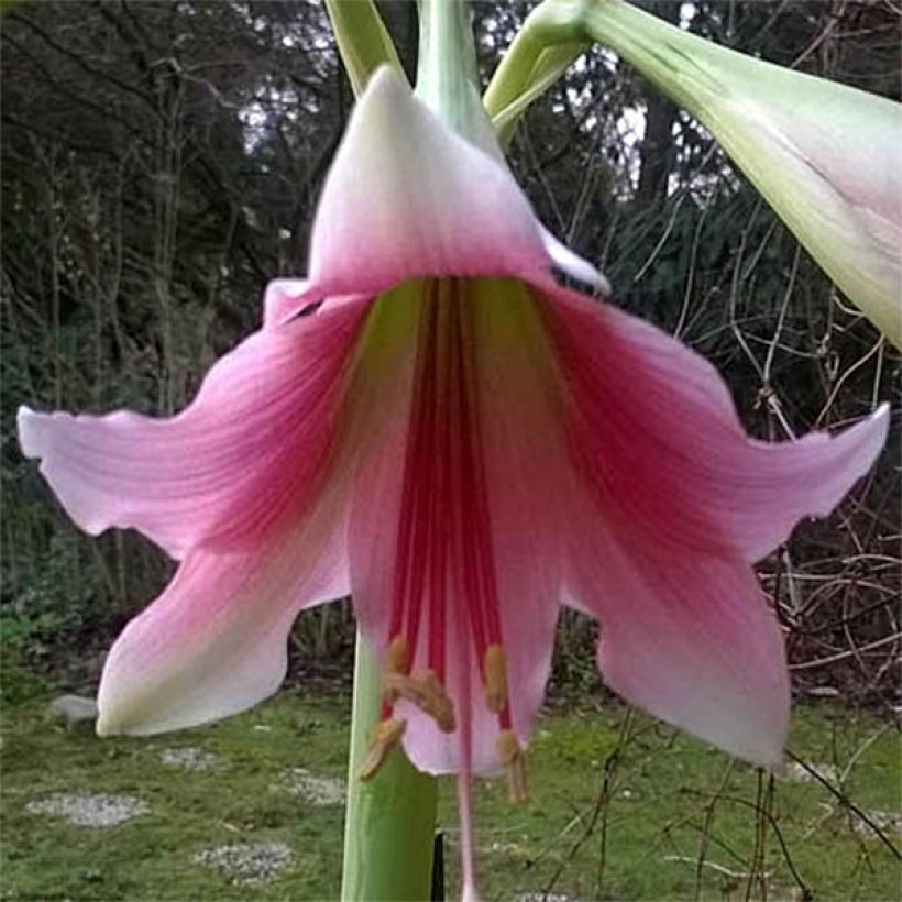 Amaryllis Misty - Hippeastrum (Fioritura)