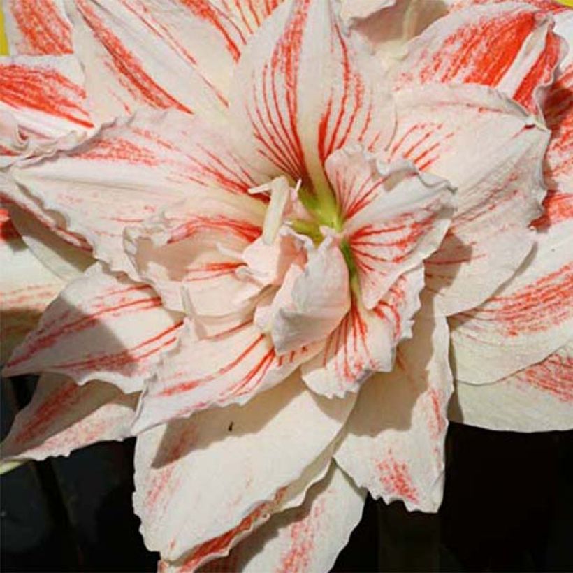 Amaryllis Nymph - Hippeastrum (Fioritura)