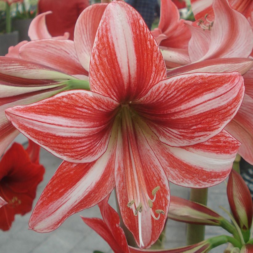 Amaryllis Pyjama Party - Hippeastrum (Fioritura)