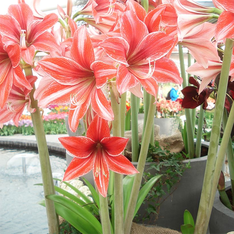 Amaryllis Pyjama Party - Hippeastrum (Porto)