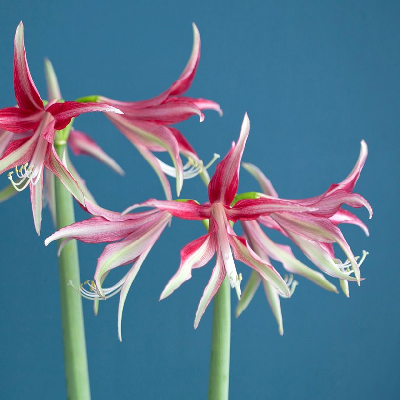 Amaryllis Quito - HIppeastrum Cybister (Fioritura)