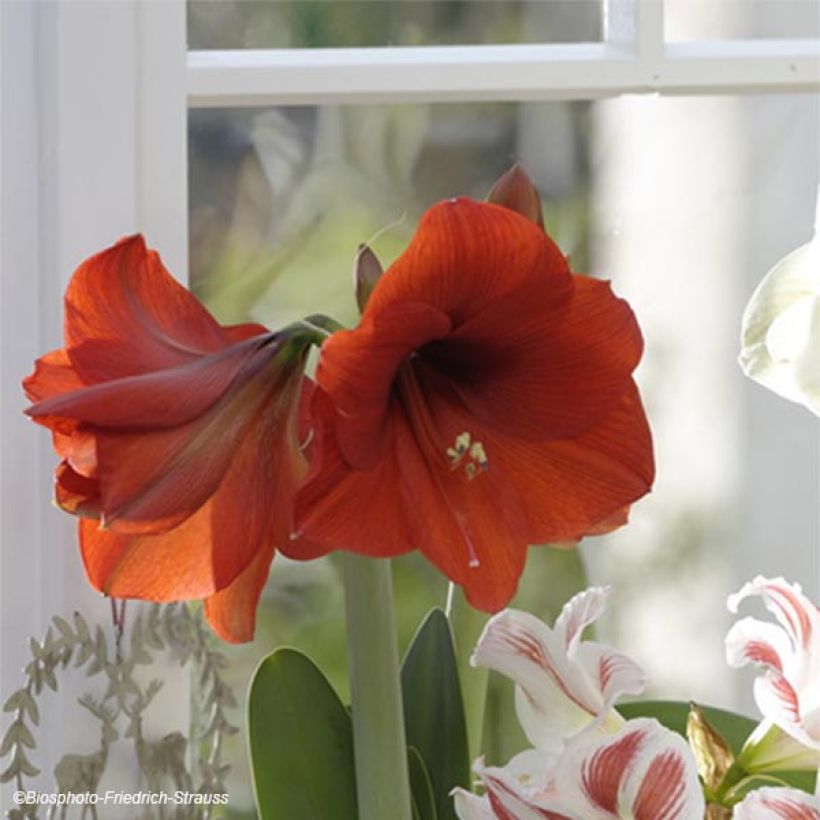 Amaryllis Red Lion - Hippeastrum (Fioritura)