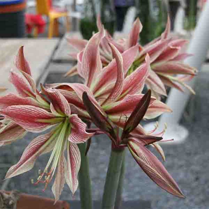 Amaryllis Rio Negro - Hippeastrum (Fioritura)