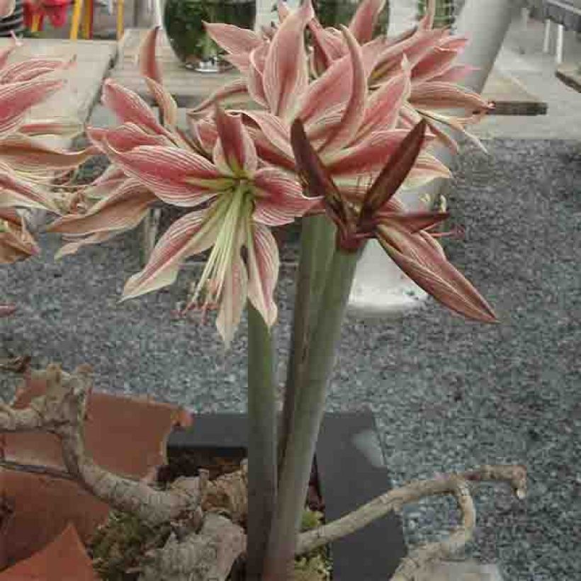 Amaryllis Rio Negro - Hippeastrum (Porto)