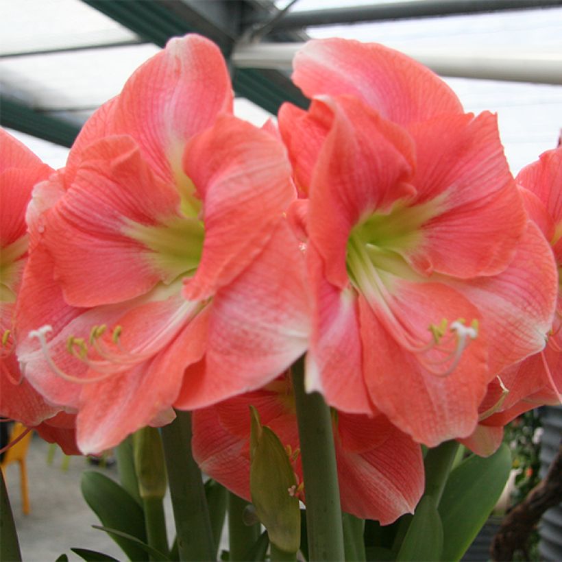 Amaryllis Rosalie - Hippeastrum (Fioritura)