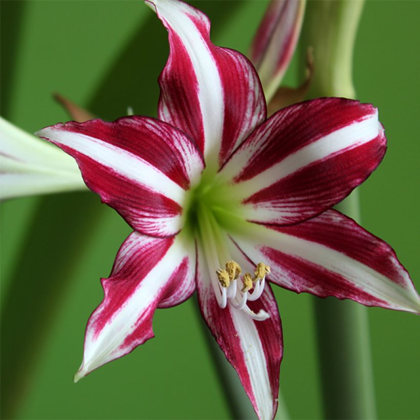 Amaryllis Santiago - Hippeastrum (Fioritura)