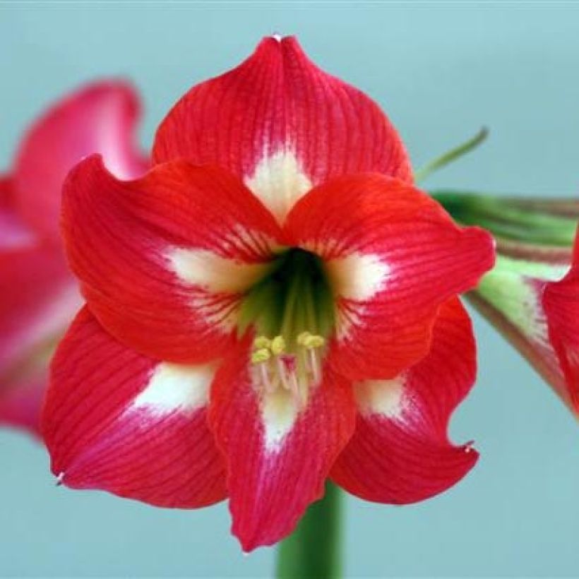 Amaryllis Sleeping Beauty - Hippeastrum (Fioritura)