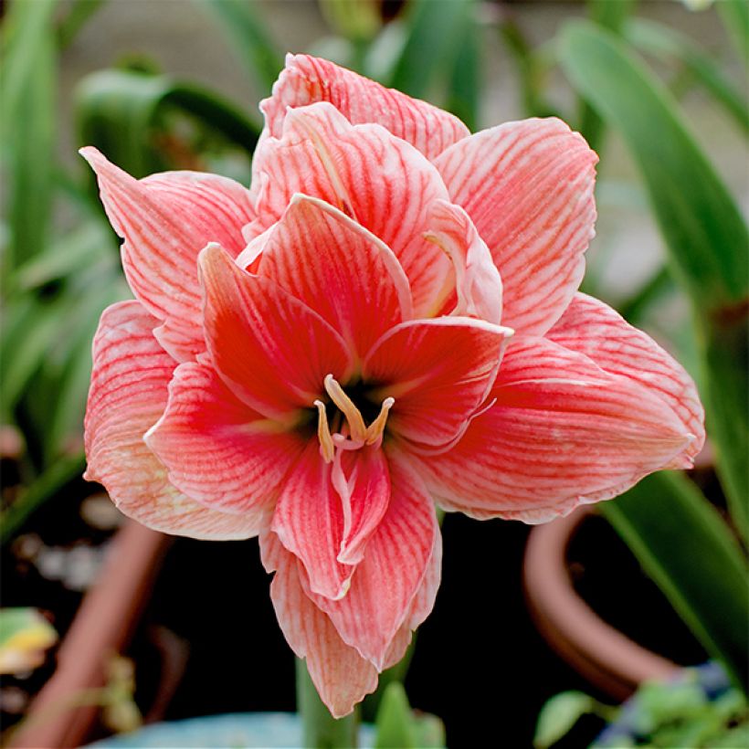 Amaryllis Sweet Nymph - Hippeastrum (Fioritura)