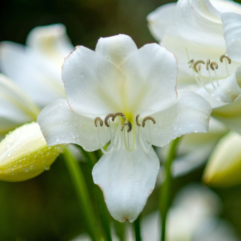 Amaryllis belladonna Alba - Amarillide d'estate (Fioritura)