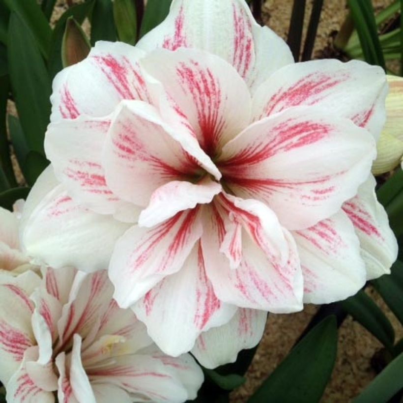 Amaryllis Aquaro - Hippeastrum (Fioritura)